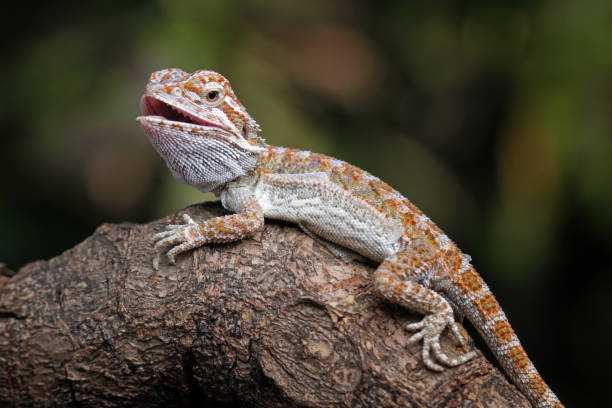 Baby Bearded Dragon Names