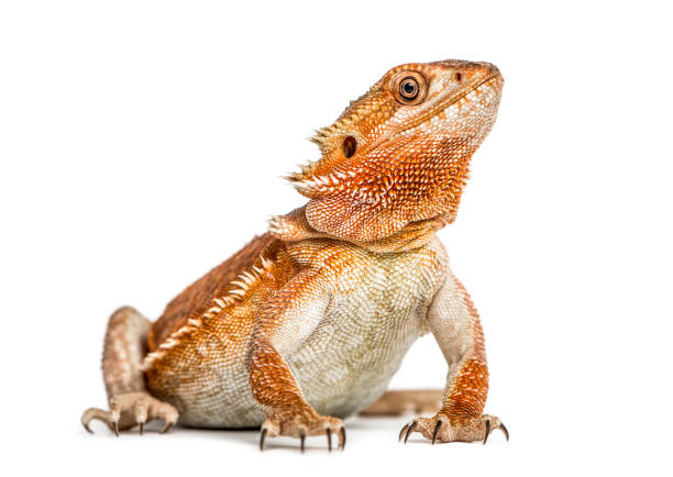Male Bearded Dragon Names