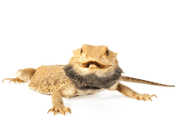 Funny Bearded Dragon Names