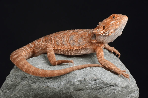 Unisex Bearded Dragon Names