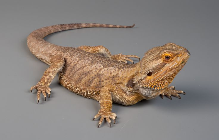 Good Names for Pet Bearded Dragon