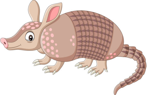 Cartoon Armadillo Names