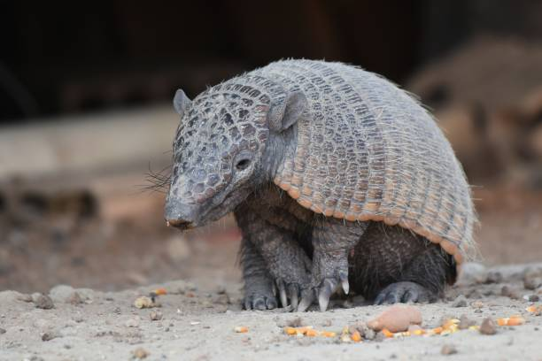 Girl Armadillo Names