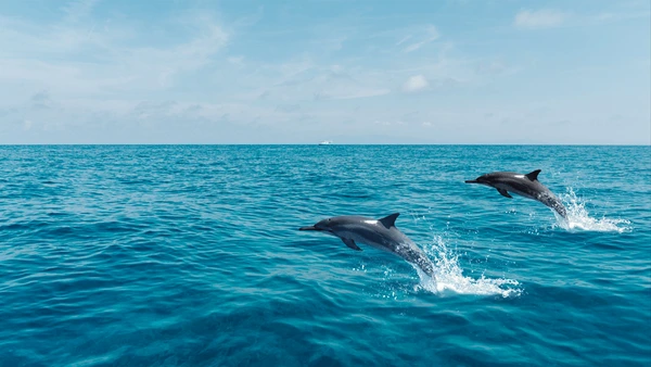 Famous Dolphin Names