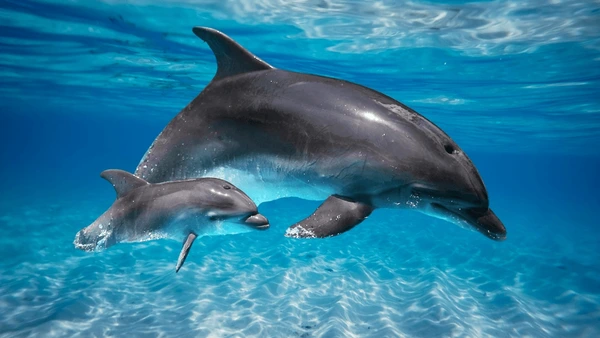 Boy Dolphin Names