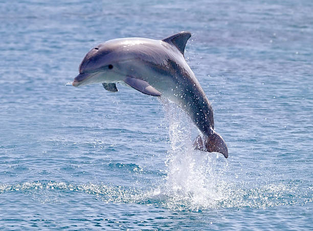 Cute Baby Dolphin Names