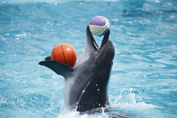 Funniest Dolphin Names
