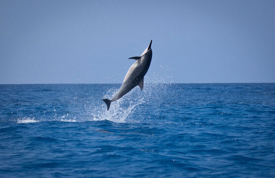 Spinner Dolphin Names