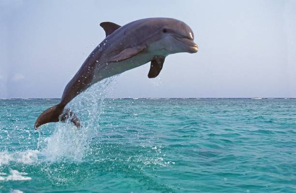 Names That Mean Dolphin