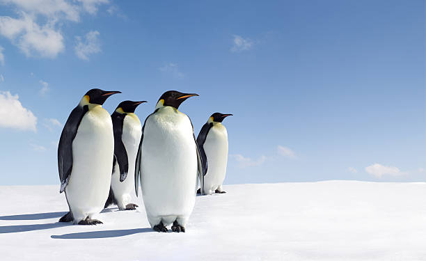 Good Names for Penguin