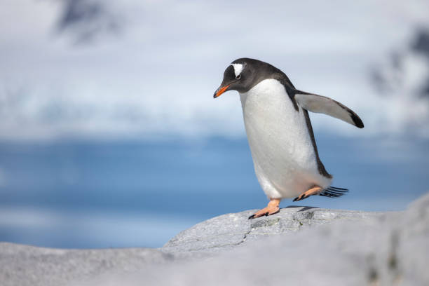 Cute Penguin Names