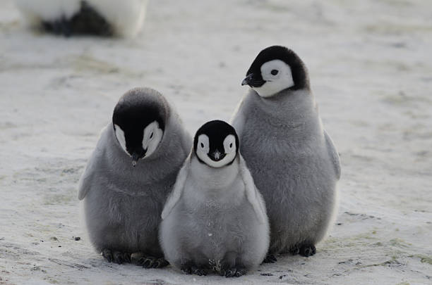 Baby Penguin Names