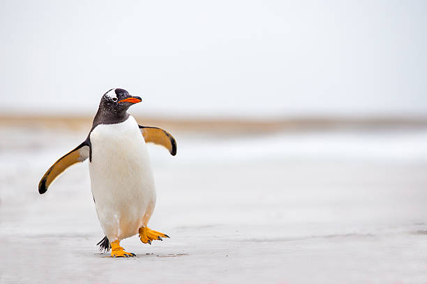 Most Famous Penguin Names