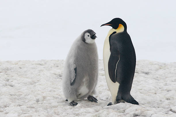 Boy Penguin Names
