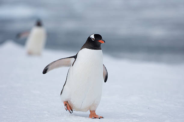 Girl Penguin Names