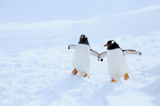 Penguin Names That Start with P