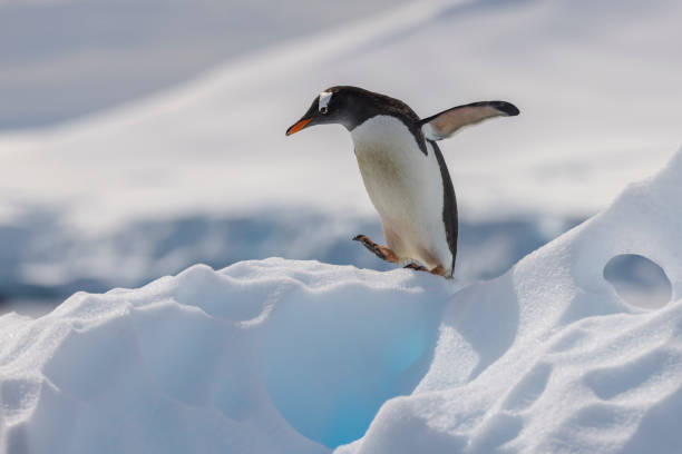Funny Penguin Names