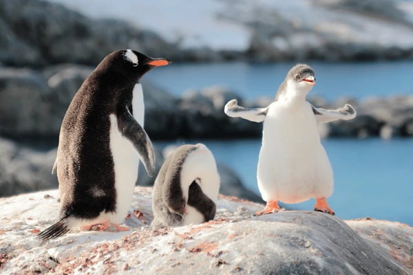 Penguin Nicknames