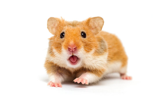 Funny Hamster Names