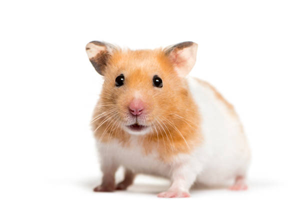 Unique Names for Hamster