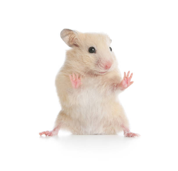 White Hamster Names