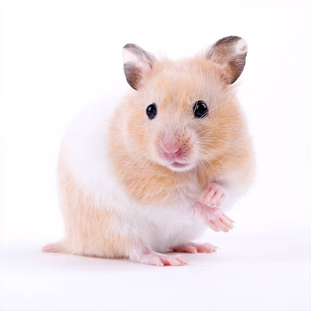 Hamster Names Starting with H