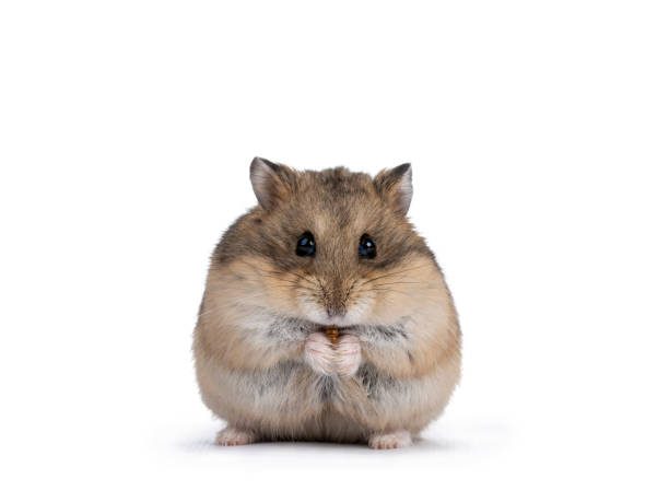 Boy Hamster Names