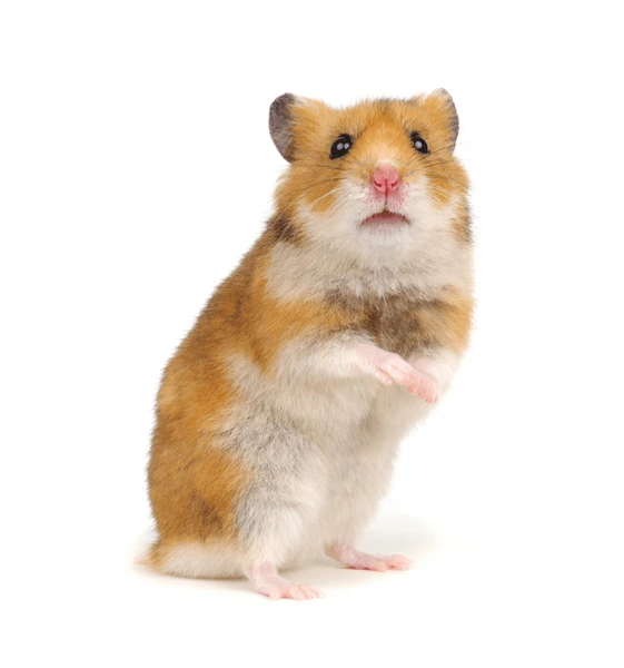 Hamster Names in Other Languages