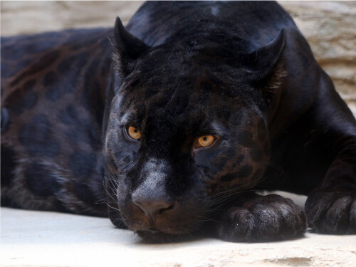 Panther Names That Start With P