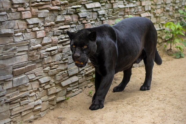 Zoo Panther Names