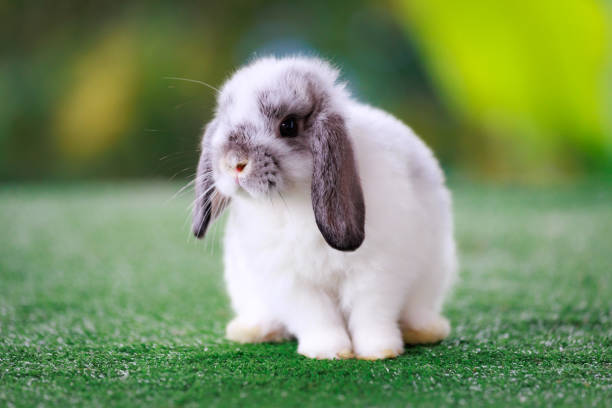 Cute Holland Lop Bunny Names