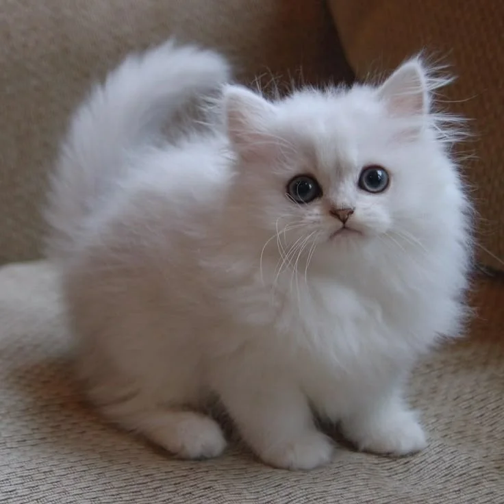 Funny Persian Cat Names