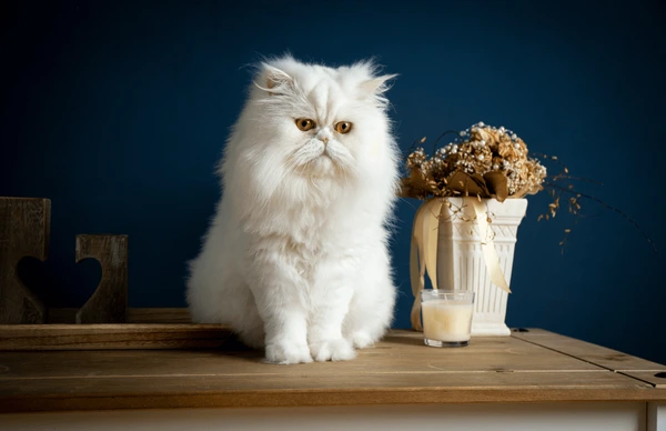 Cute Persian Cat Names