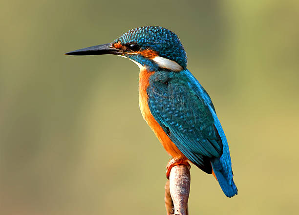 Common Kingfisher Names