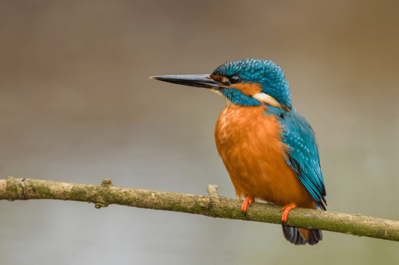 Female Kingfisher Names