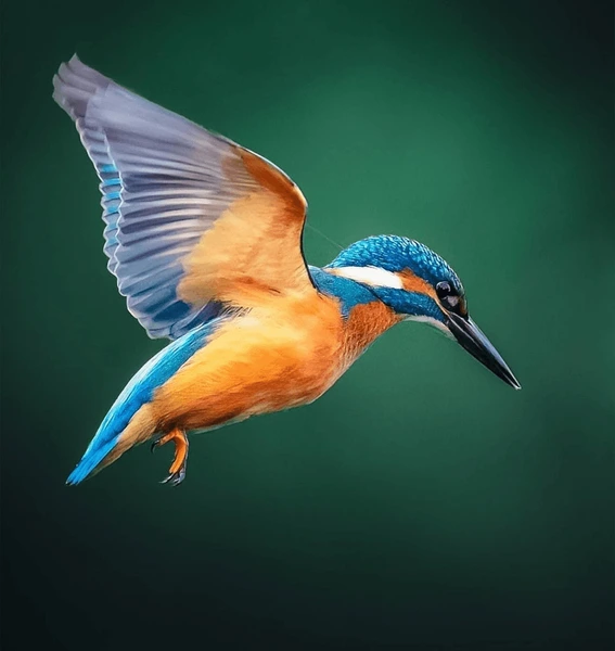 Cute Kingfisher Names