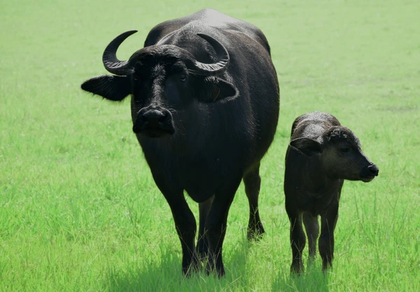 Cute Buffalo Names