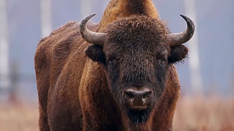 Famous Buffalo Names