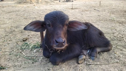 Baby Buffalo Names