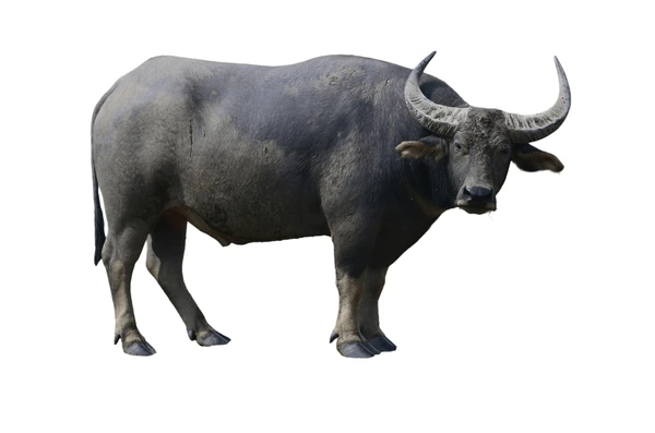 Male Buffalo Names
