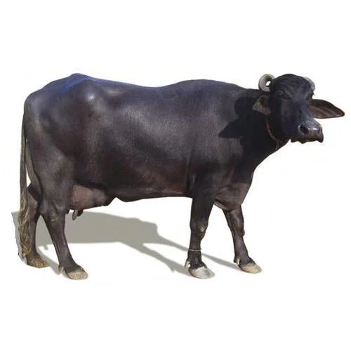 Female Buffalo Names