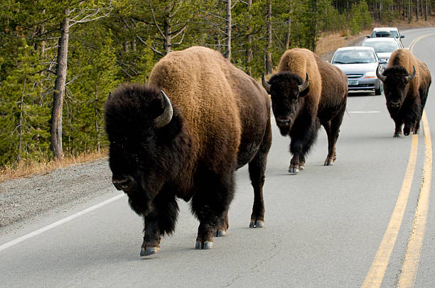 Hairy Buffalo Names