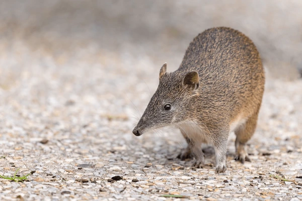 Unique Names for Bandicoot Rat