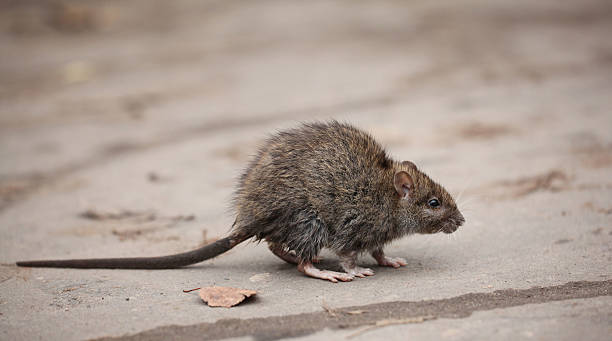 Badass Bandicoot Rat Names