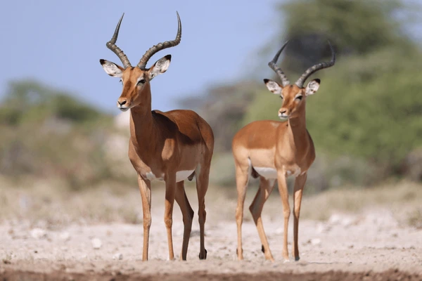 Antelope Nicknames