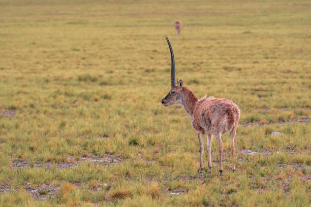 Antelope Chinese Names