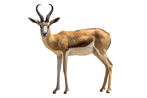 Unique Names for Antelope