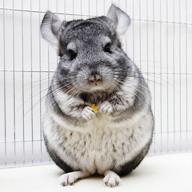 Best Chinchilla Pet Names