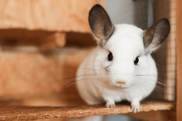 Cute Pet Chinchilla Names