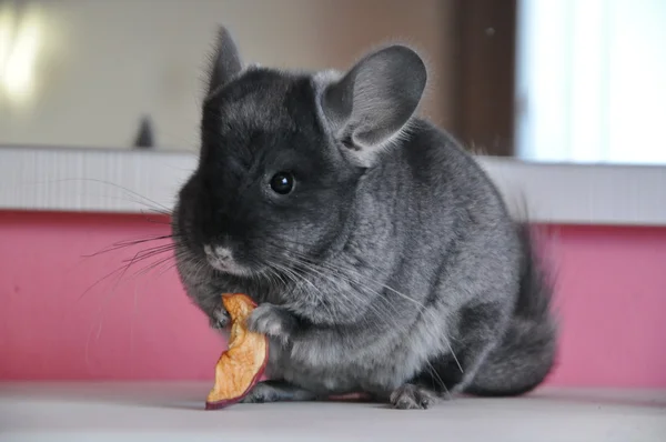 Cool Chinchilla Names